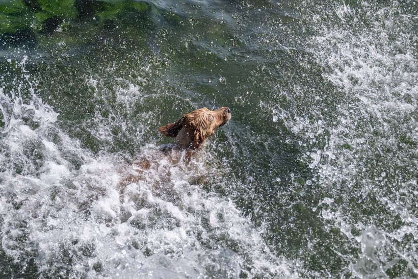 İstanbul'da sıcak hava! Köpekler de denize girip serinledi - Resim: 5