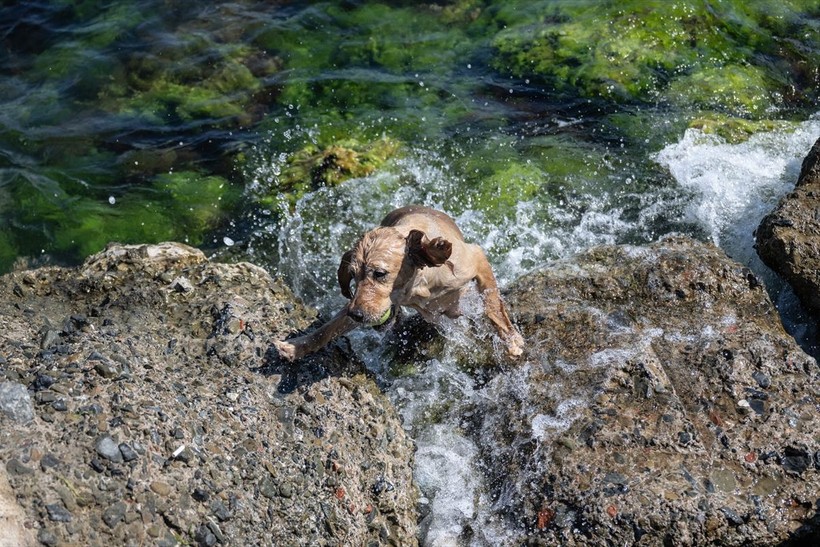 İstanbul'da sıcak hava! Köpekler de denize girip serinledi - Resim: 6