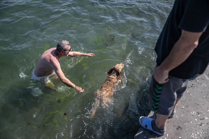 İstanbul'da sıcak hava! Köpekler de denize girip serinledi - Resim: 7