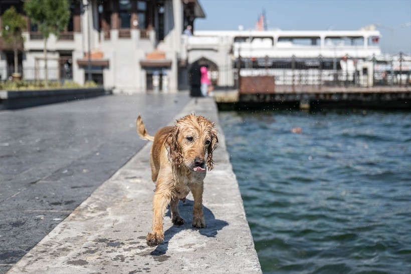 İstanbul'da sıcak hava! Köpekler de denize girip serinledi - Resim: 8