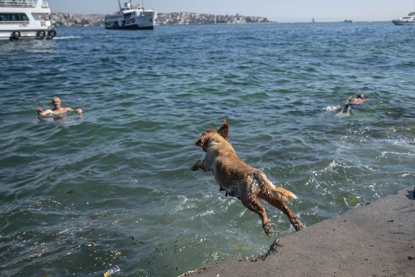 İstanbul'da sıcak hava! Köpekler de denize girip serinledi - Resim: 13