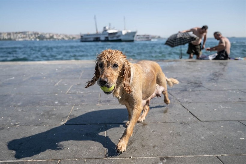 İstanbul'da sıcak hava! Köpekler de denize girip serinledi - Resim: 14