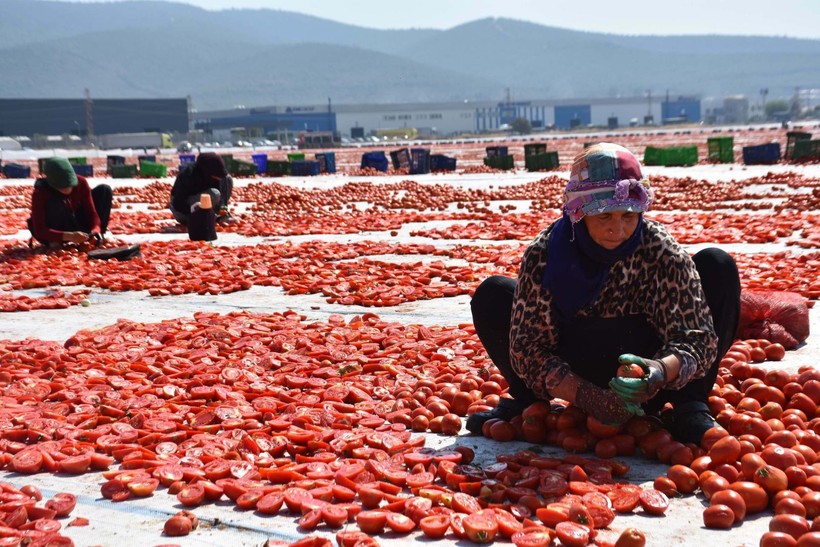 İzmir'de kuru domates mesaisi - Resim: 11
