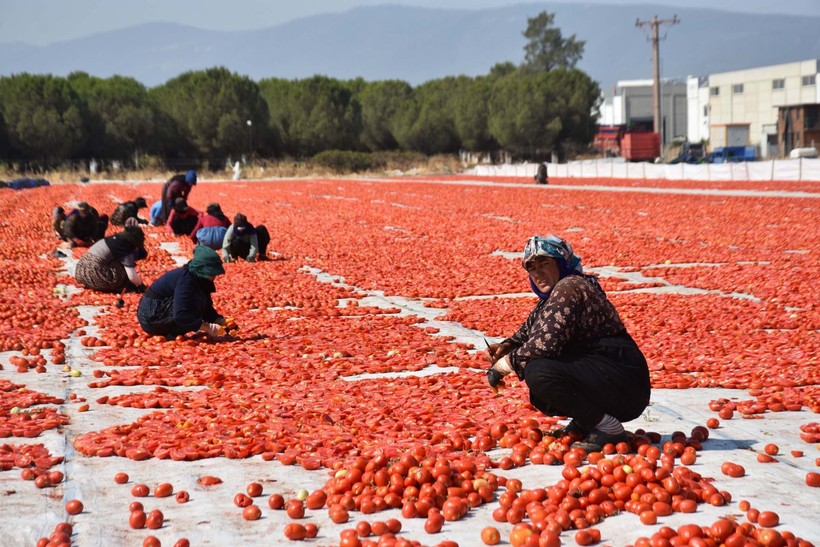 İzmir'de kuru domates mesaisi - Resim: 7