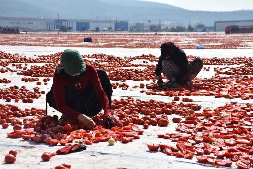 İzmir'de kuru domates mesaisi - Resim: 3