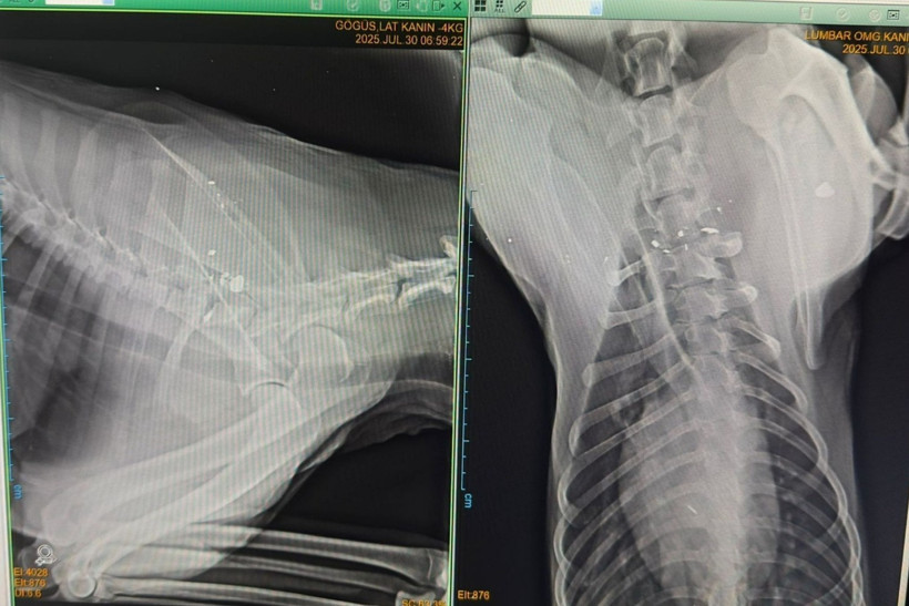 Havalı tüfekle vurulan köpek felç kaldı! O anlar kamerada - Resim : 3