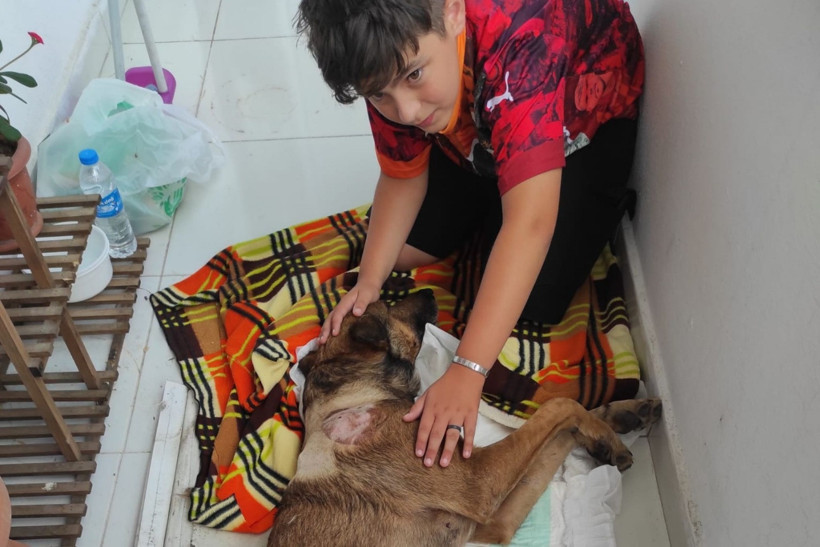 Havalı tüfekle vurulan köpek felç kaldı! O anlar kamerada - Resim : 4