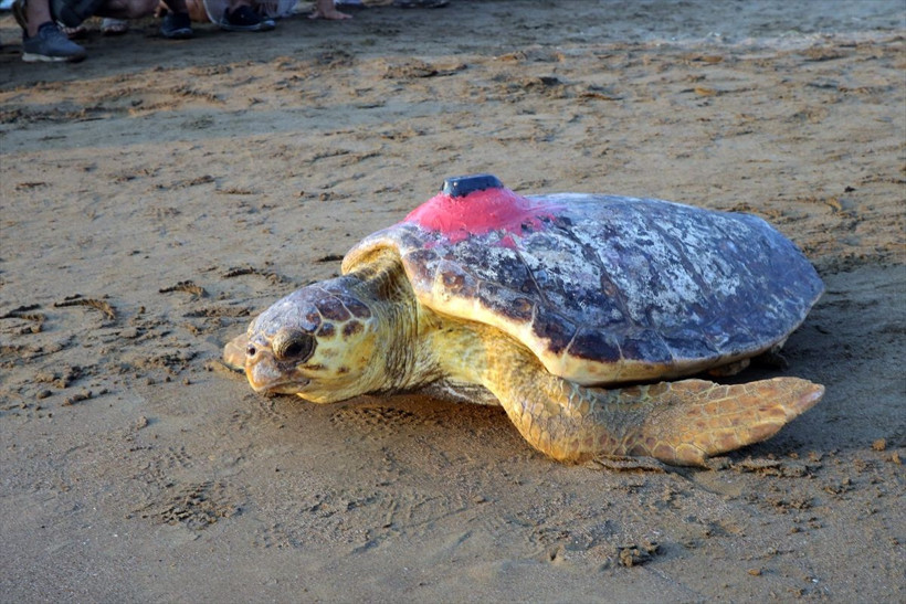 Uydu cihazıyla izlenen caretta caretta "Tuba" ikinci dünya turuna salındı - Resim: 1