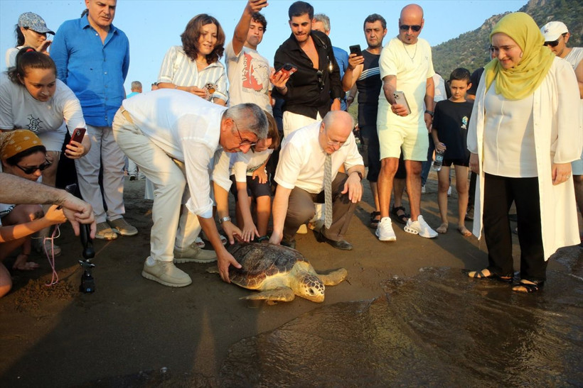 Uydu cihazıyla izlenen caretta caretta "Tuba" ikinci dünya turuna salındı - Resim: 2