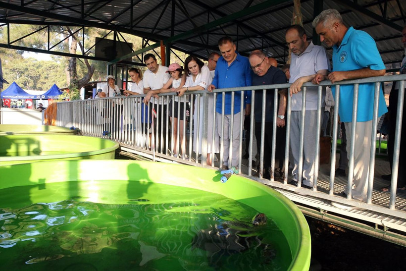 Uydu cihazıyla izlenen caretta caretta "Tuba" ikinci dünya turuna salındı - Resim: 6