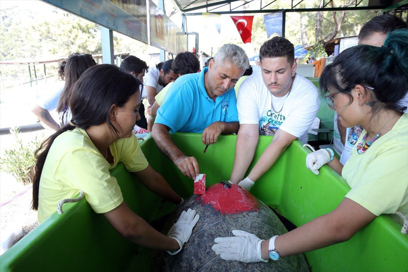 Uydu cihazıyla izlenen caretta caretta "Tuba" ikinci dünya turuna salındı - Resim: 8