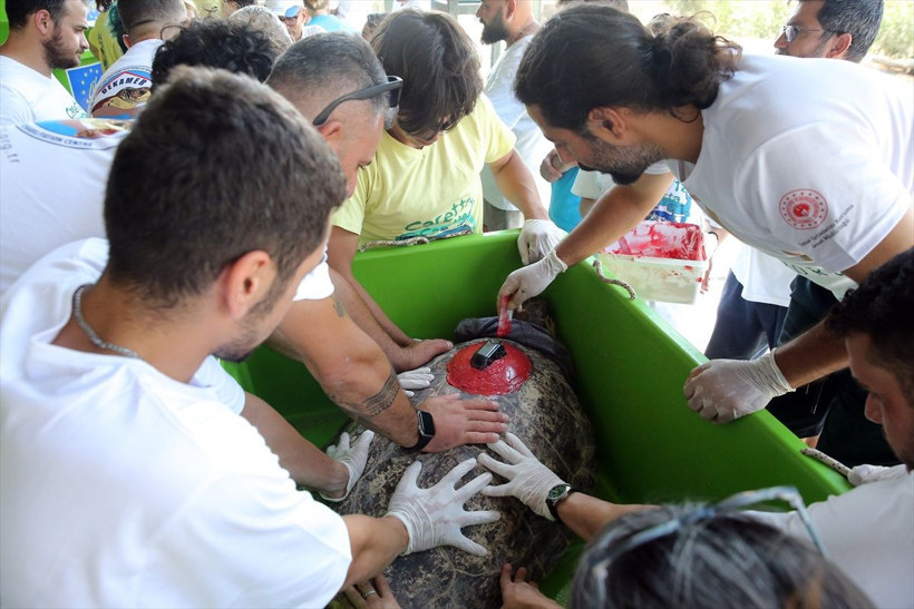 Uydu cihazıyla izlenen caretta caretta "Tuba" ikinci dünya turuna salındı - Resim: 9