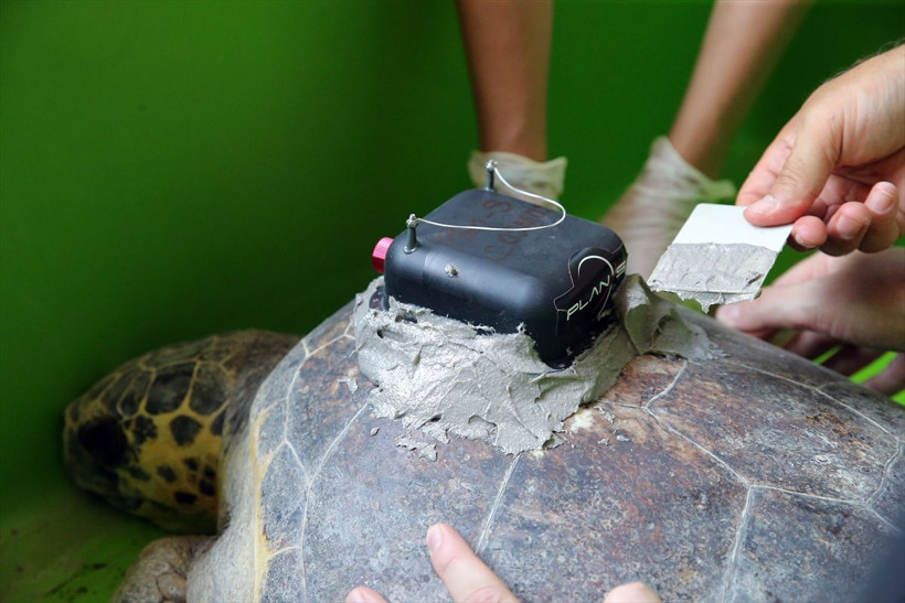 Uydu cihazıyla izlenen caretta caretta "Tuba" ikinci dünya turuna salındı - Resim: 10