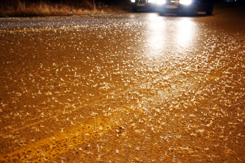 Sakarya'da birgün sineklerinin ‘ölüm dansı' - Resim: 3