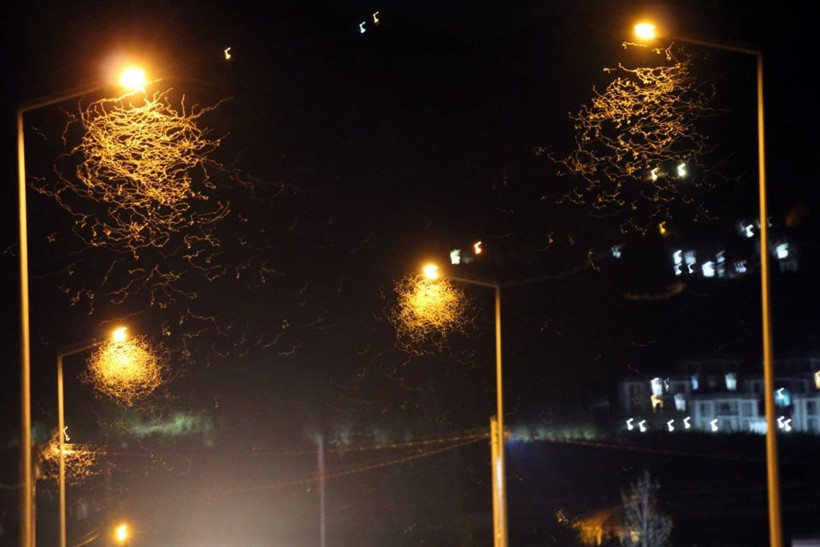 Sakarya'da birgün sineklerinin ‘ölüm dansı' - Resim: 2