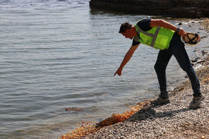 İzmir Körfezi'nde balık ölümleri yeniden başladı - Resim: 8