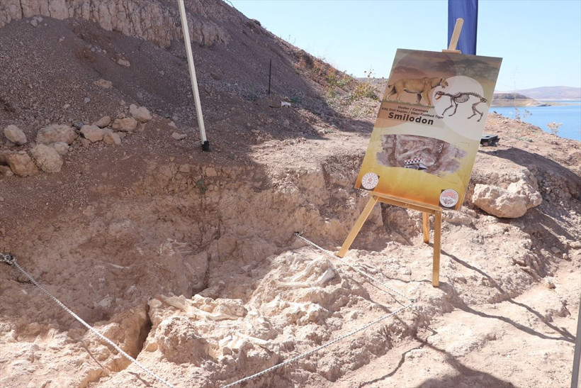 Kayseri'deki fosil kazılarında 7,7 milyon yıllık kılıç dişli kaplan fosili bulundu - Resim: 7