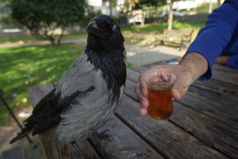 Bu karga çay içip Rize helvası yiyor: Organik gıdaları seviyor - Resim: 3