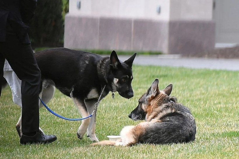 Beyaz Saray'da Biden'ın köpekleri krizi! - Resim: 15