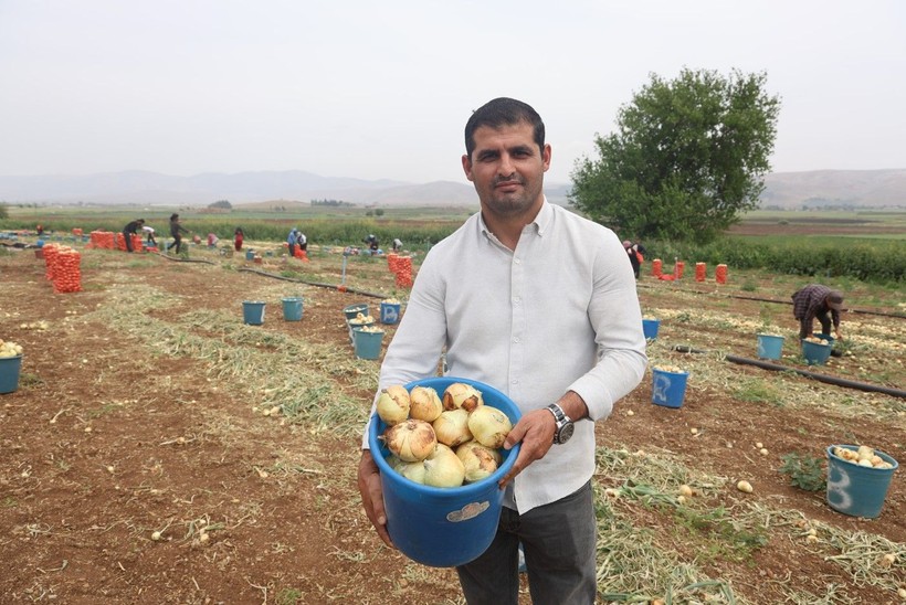 Markette 20-30 TL olan soğan tarlada ne kadar? - Resim: 9