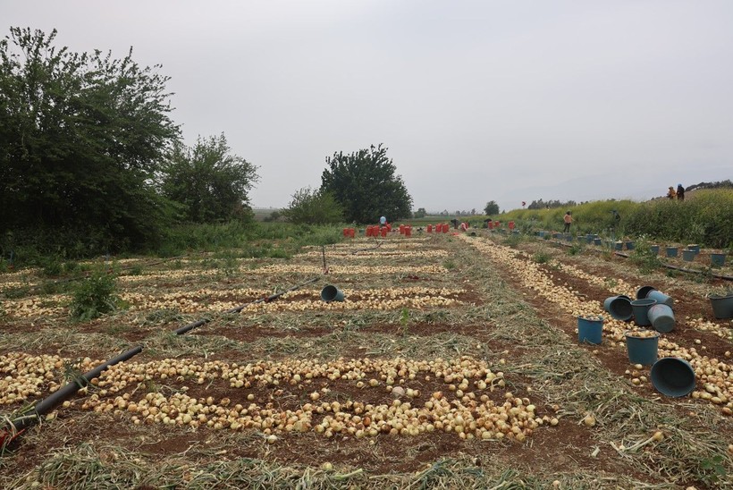 Markette 20-30 TL olan soğan tarlada ne kadar? - Resim: 7