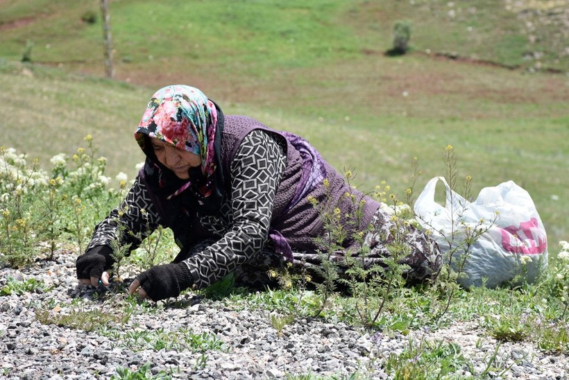 Madımak tezgahlardaki yerini aldı! Fiyatı dudak uçuklattı - Resim: 1
