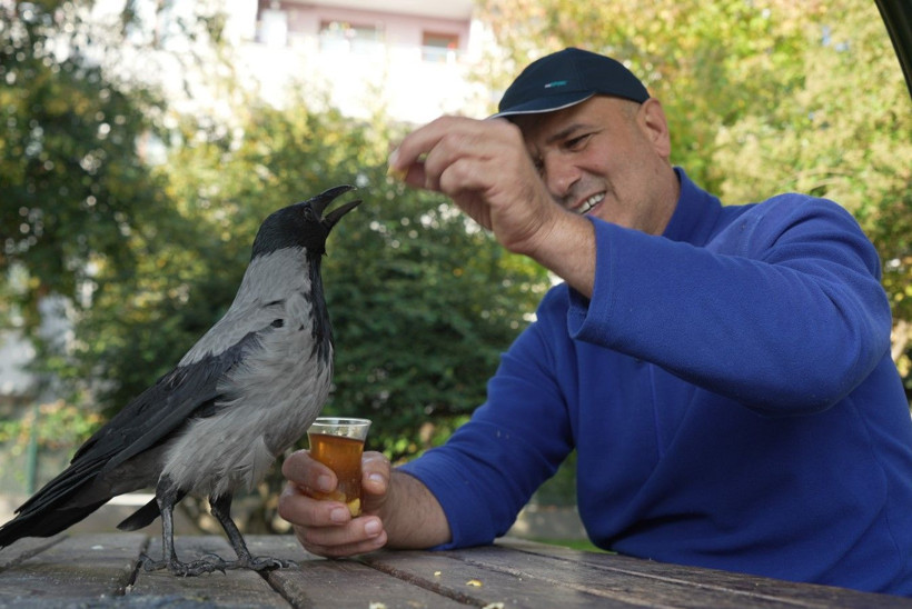 Bu karga çay içip Rize helvası yiyor: Organik gıdaları seviyor - Resim: 1