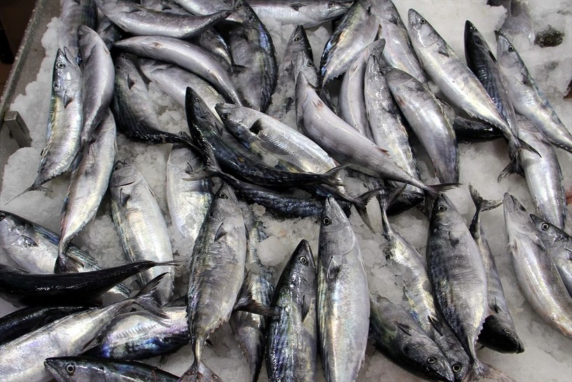 Palamut başladı! Karadeniz'de tezgahlar doluyor - Resim: 3