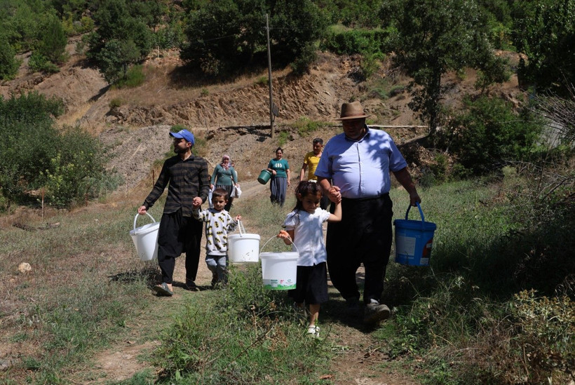 Karadeniz değil Adana: Torosların eteğinde fındık hasadı - Resim: 4