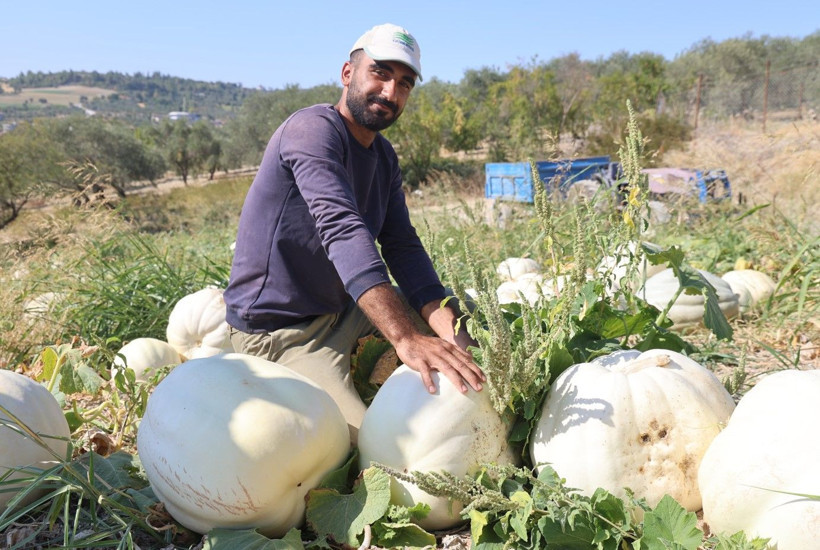 Kilolarca ağırlığa ulaşan tescilli beyaz kabakta hasat başladı - Resim: 2