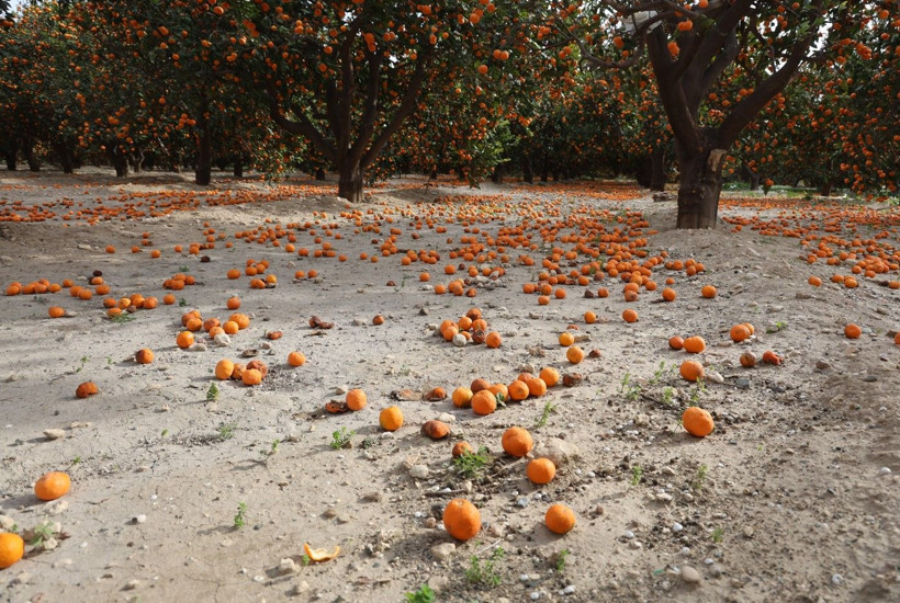 Çiftçi dalından bedavaya vermeye razı oldu! Mandalina bahçelerinde toprak turuncuya döndü - Resim: 4