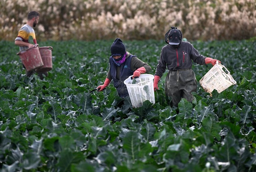 İzmir'de etkili olan yağmurlar çiftçinin yüzünü güldürdü - Resim: 29