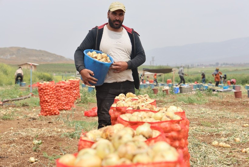 Markette 20-30 TL olan soğan tarlada ne kadar? - Resim: 2