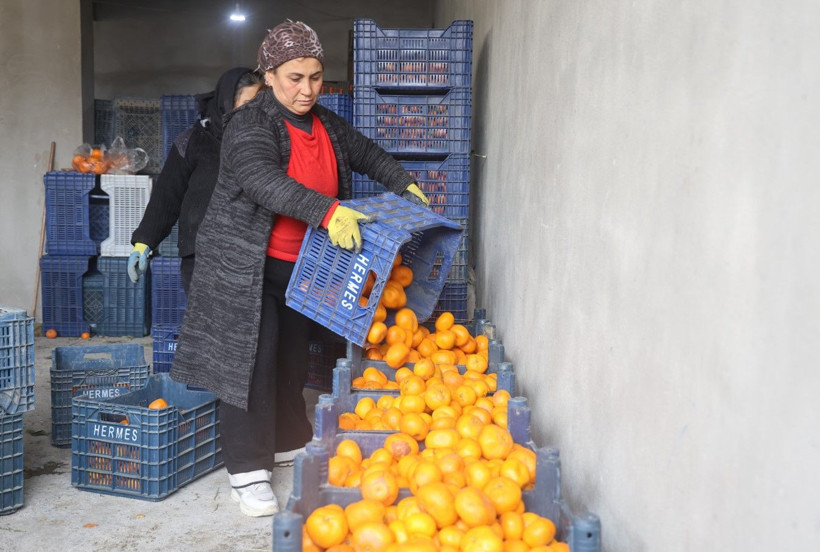 Çiftçi dalından bedavaya vermeye razı oldu! Mandalina bahçelerinde toprak turuncuya döndü - Resim: 6