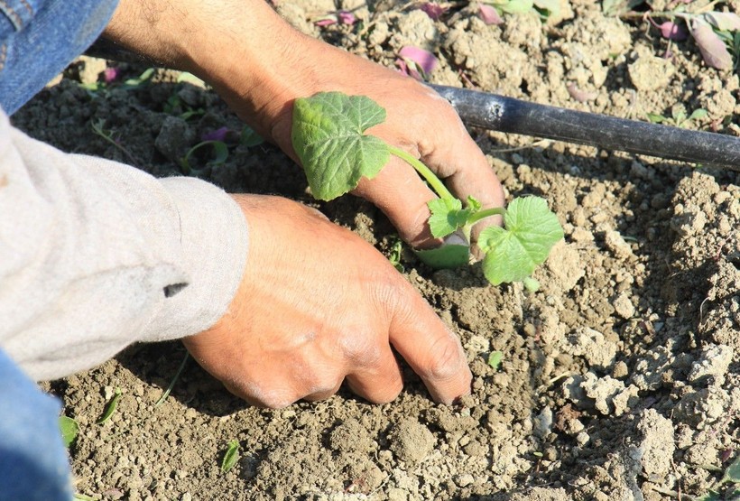 Deprem bölgesi Hatay'da çiftçiler, üretime geçmeye başladı - Resim: 6