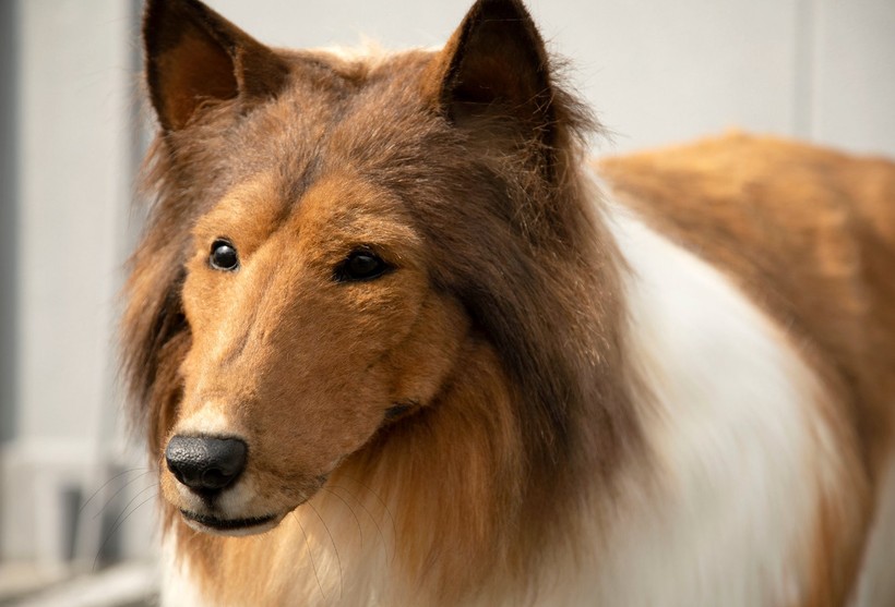 Köpek olmak için binlerce dolar harcadı! Bakın şimdi ne yapıyor... - Resim: 1