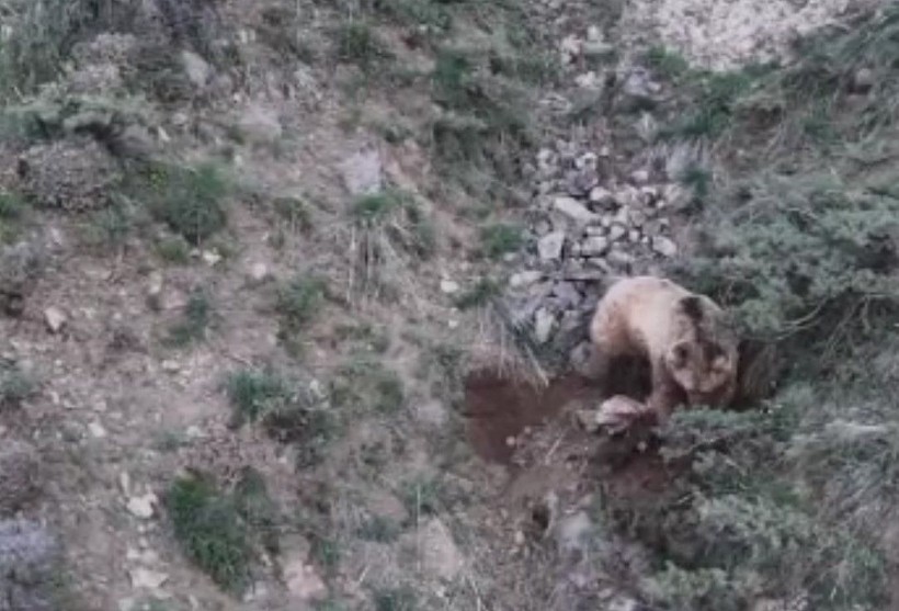 Katil boz ayı kamerada! Leşlerini böyle gömdü🐻 - Resim: 10