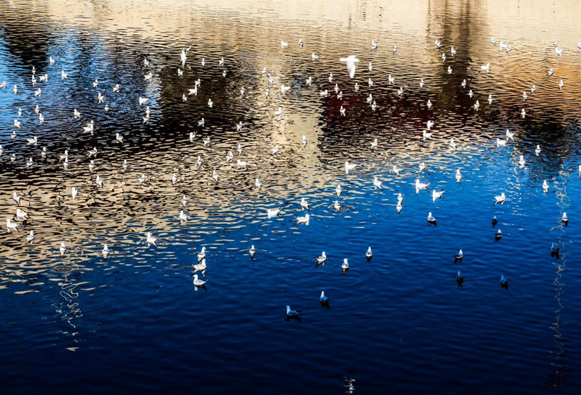 Seyhan Nehri'nde balık ölümleri - Resim: 4