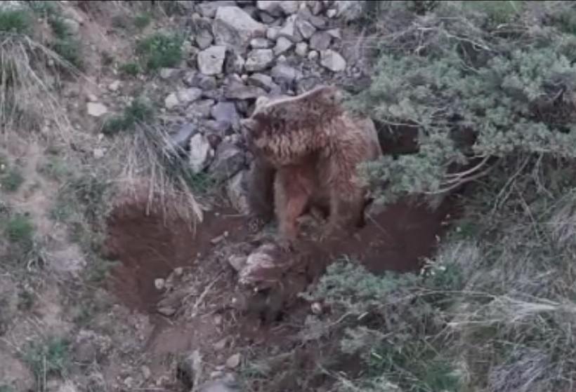 Katil boz ayı kamerada! Leşlerini böyle gömdü🐻 - Resim: 3