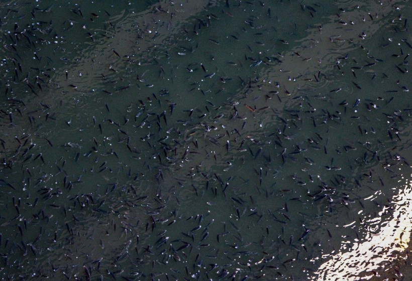 Seyhan Nehri'nde balık ölümleri - Resim: 3