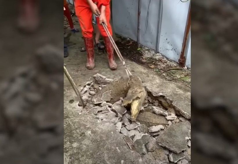Kırdıkları beton yolun altından timsah çıktı! Gelen seslerin ardından ekipler harekete geçti | Gözlerine inanamadılar - Resim: 2