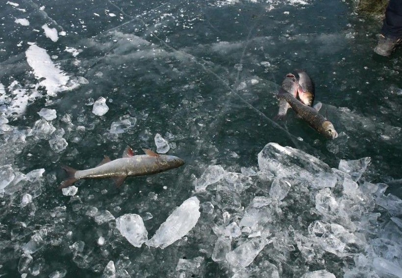 Ardahan'da eski 20 derecede Eskimo usulü balık avı! - Resim: 3