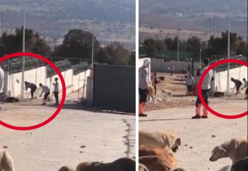 Konya'daki vahşet herkesi ayağa kaldırmıştı! Köpeklere kürekle vuran Murat Bacak ve Sefa Çakmak'ın cezaları belli oldu - Resim: 2