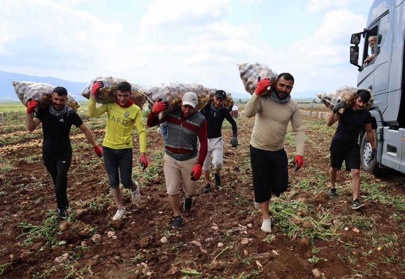 Adana'da günlük 250-300 ton patates yükleyen işçiler 2 bin 500 kazanıyorlara - Resim: 1
