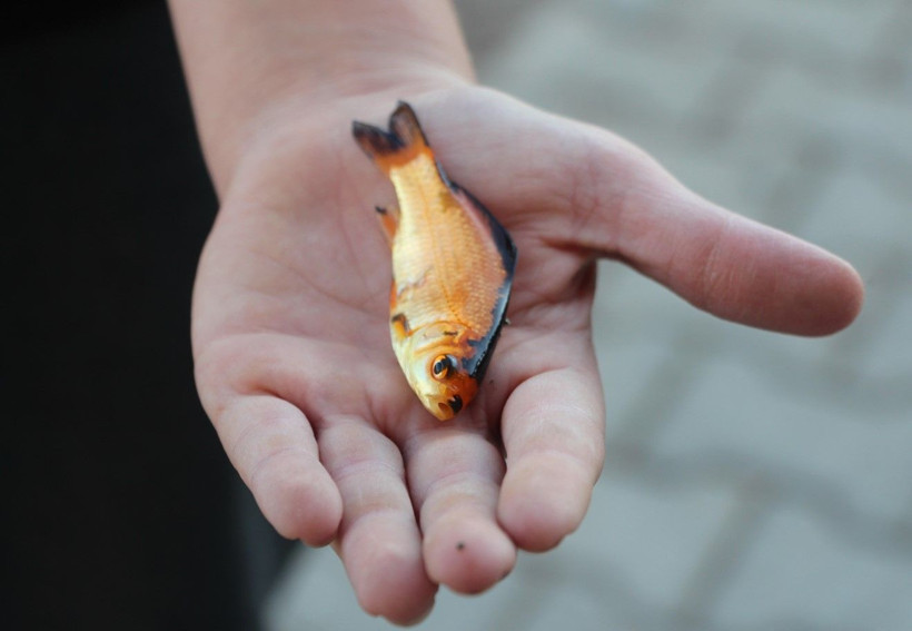 Seyhan Nehri'nde balık ölümleri - Resim: 5