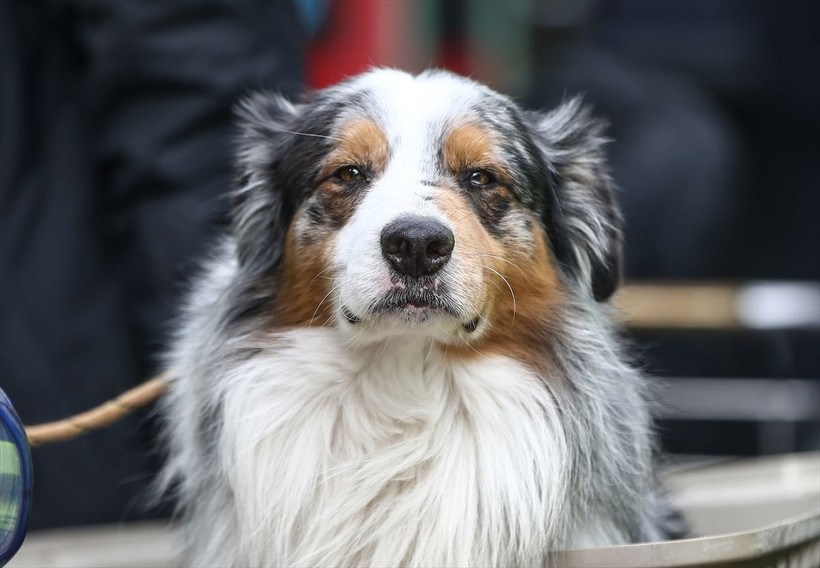 Depremin vurduğu illerdeki enkazlarda arama kurtarma köpekleri birçok kişinin hayatını kurtardı - Resim: 7