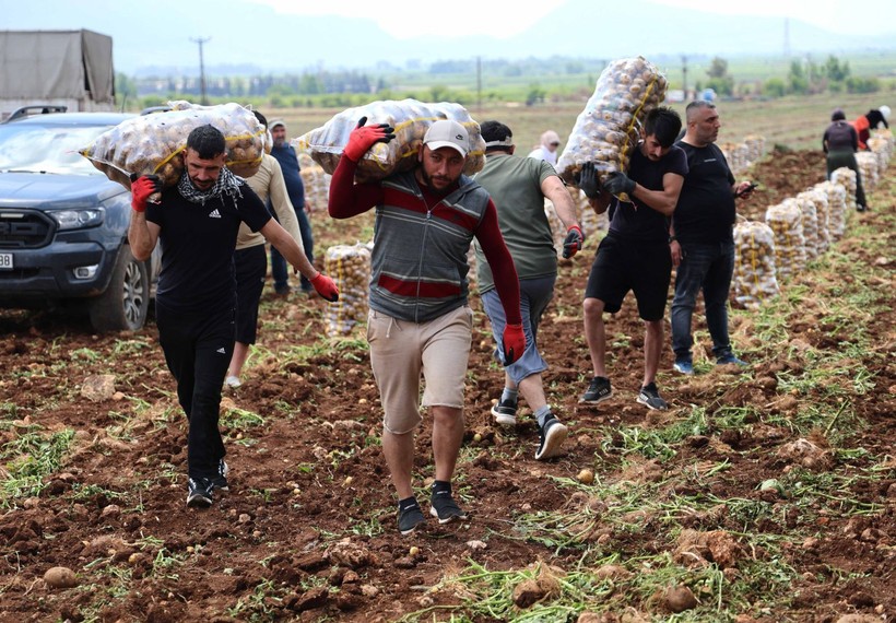 Adana'da günlük 250-300 ton patates yükleyen işçiler 2 bin 500 kazanıyorlara - Resim: 10