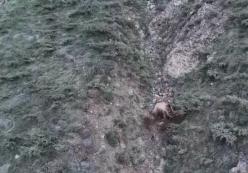 Katil boz ayı kamerada! Leşlerini böyle gömdü🐻 - Resim: 8