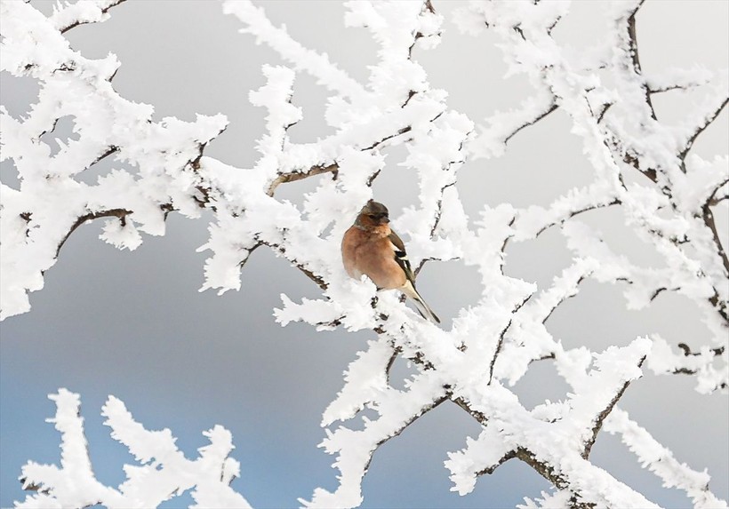 Sporseverlerin uğrak yeri! Kocadağ yaylası beyaza büründü ❄️🌨️☃️ Ortaya kartpostallık görüntüler çıktı - Resim: 11