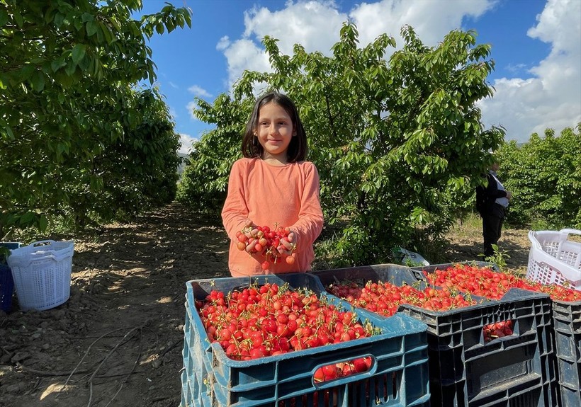Manisa'da sezonun ilk kirazı çıktı! Erkenci kiraz açık artırmayla satıldı - Resim: 18